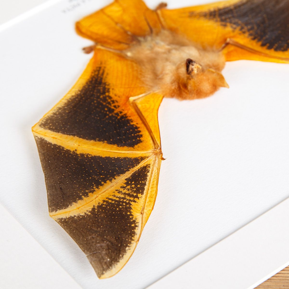 Taxidermy Painted Bat in Box Frame (Kerivoula picta)