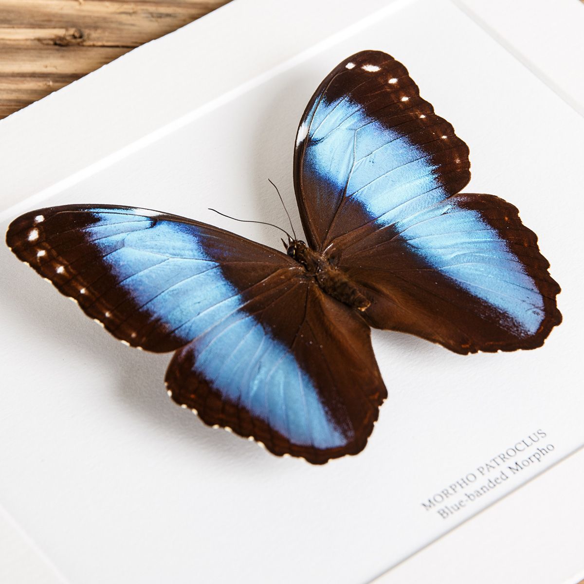 Blue-banded Morpho Butterfly in Box Frame (Morpho patroclus)