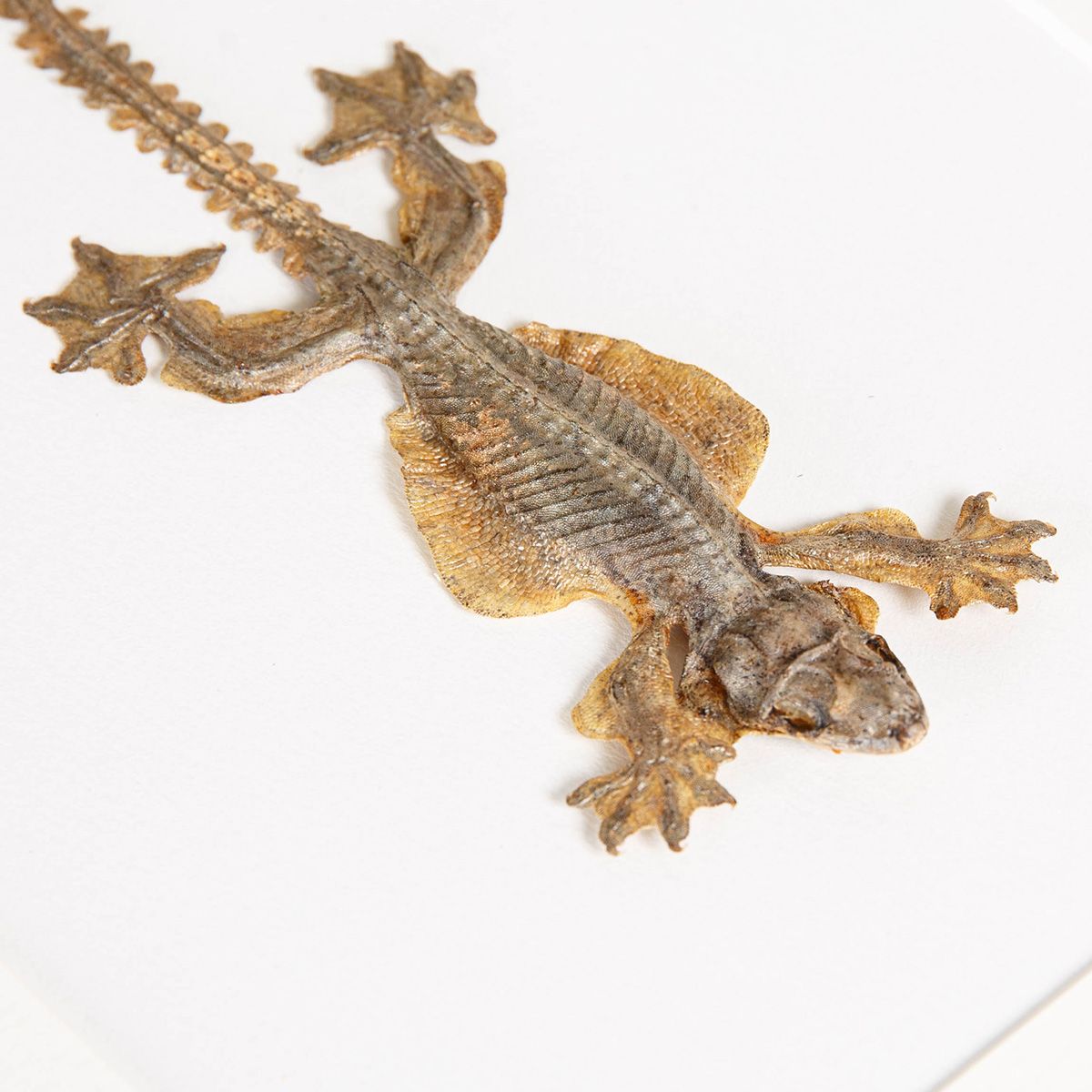 Taxidermy Kuhl's Flying Gecko in Box Frame (Ptychozoon kuhli)