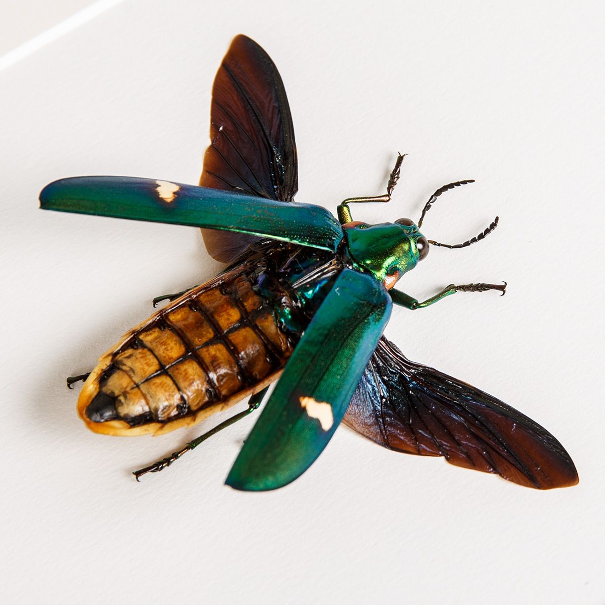 Metallic wood-boring Beetle in Box Frame (Megaloxantha bicolor)