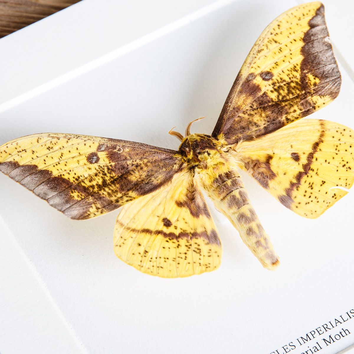 Imperial Moth in Box Frame (Eacles imperialis)