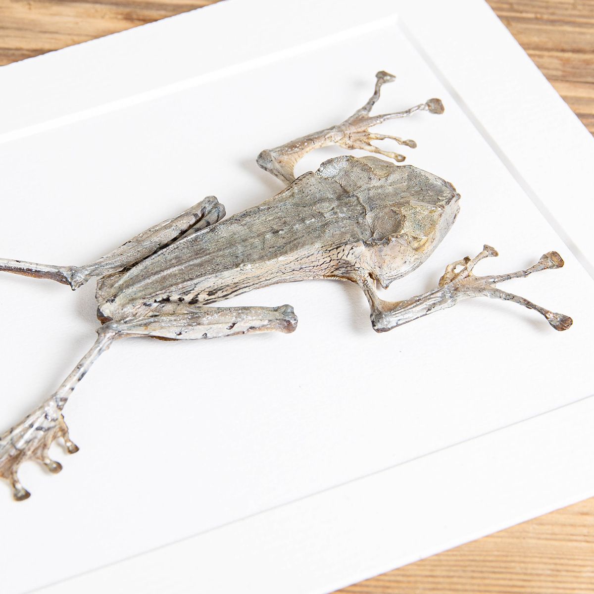 File-eared Tree Frog in Box Frame (Polypedates otilophus)