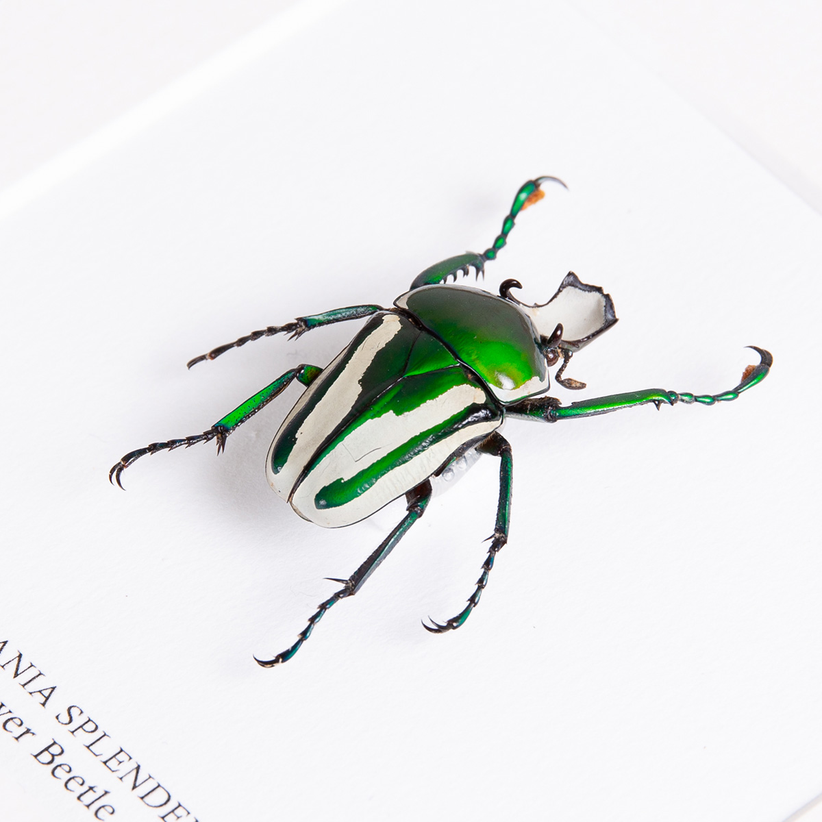 Green Scarab Beetle in Box Frame (Ranzania splendens)