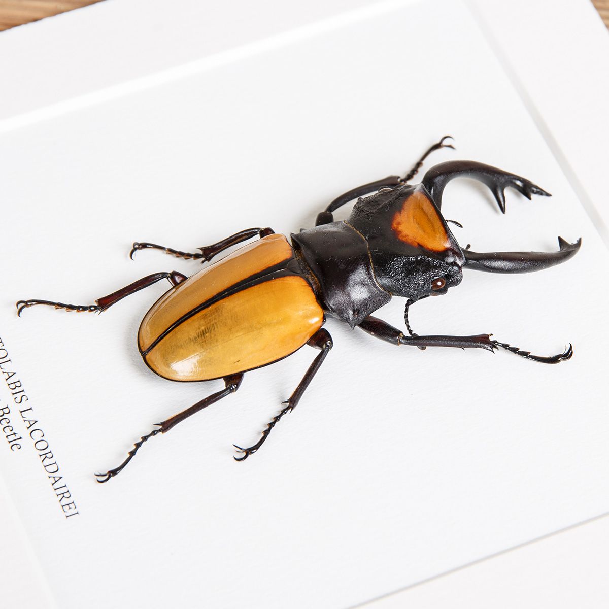 Stag Beetle in Box Frame (Odontolabis lacordairei)