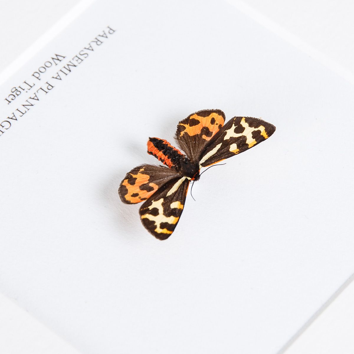 Wood Tiger Moth in Box Frame (Parasemia plantaginis)