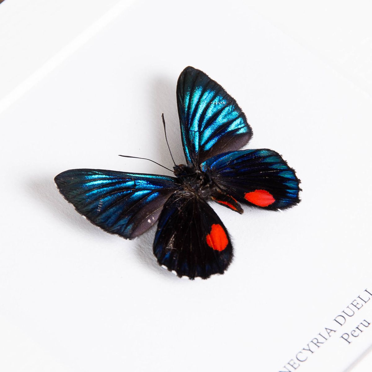 Necyria duellona Butterfly in Box Frame