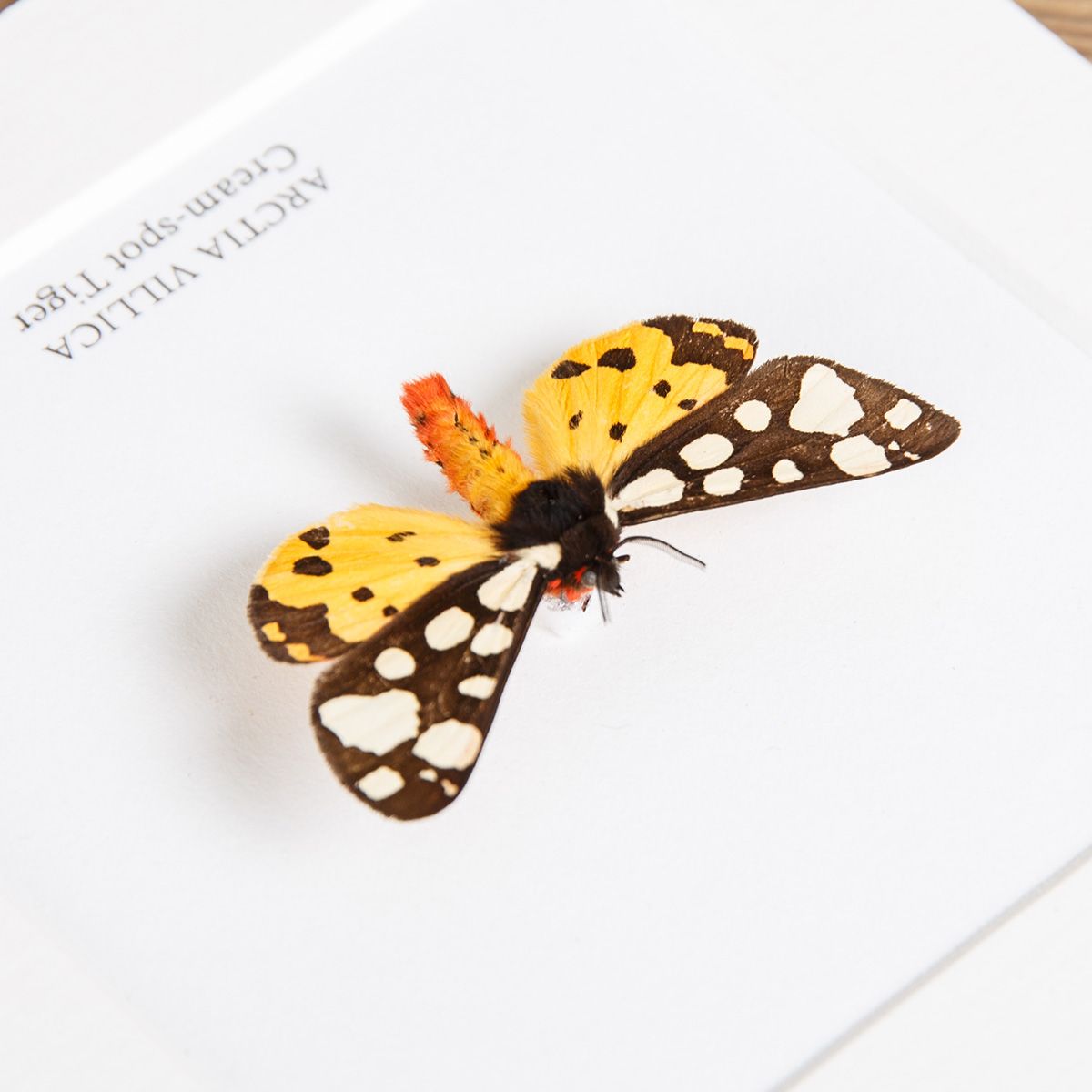 Cream-spot Tiger Moth in Box Frame (Arctia villica)