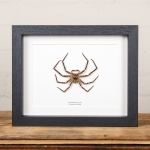 Minibeast Huntsman Spider in Box Frame (Pandercetes sp)