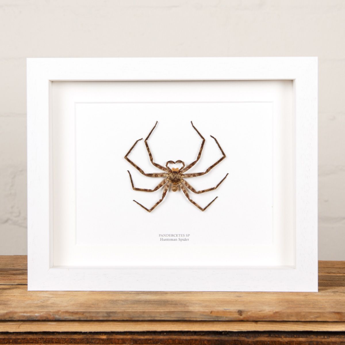 Huntsman Spider in Box Frame (Pandercetes sp)