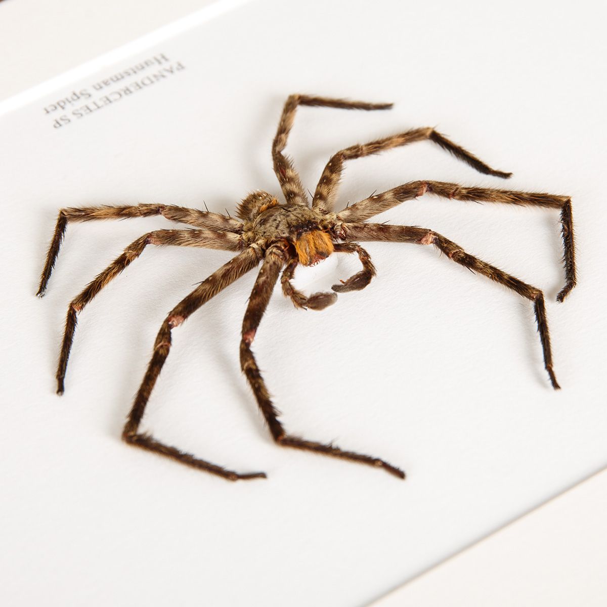 Huntsman Spider in Box Frame (Pandercetes sp)
