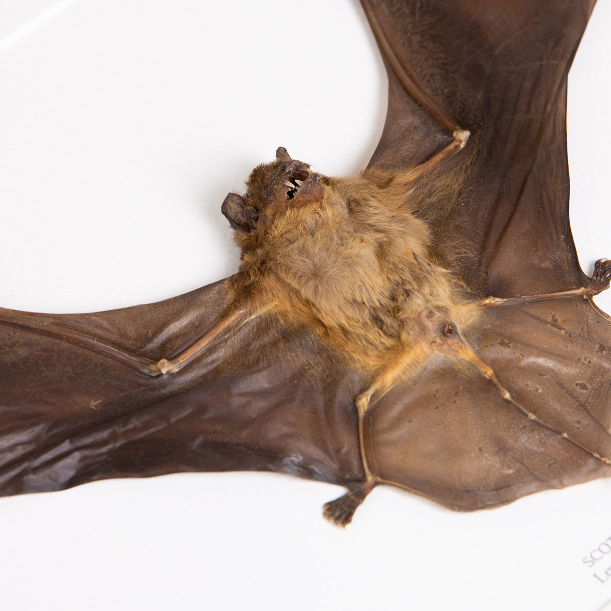 Lesser Asiatic Yellow Bat in Box Frame (Scotophilus kuhlii)