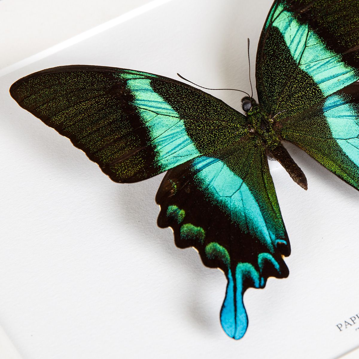 The Peacock Butterfly in Box Frame (Papilio blumei)
