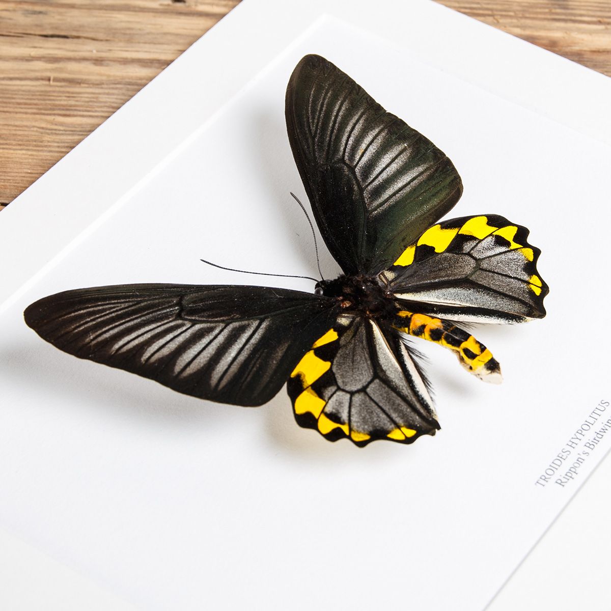 Male Rippons Birdwing in Box Frame (Troides hypolitus)