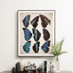 Minibeast Vintage Entomology Giclee Print (Morpho Collection 2 Plate From 1867)