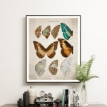 Minibeast Vintage Entomology Giclee Print (Morpho Collection 1 Plate From 1867)