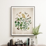Minibeast Vintage Entomology Giclee Print (British Butterflies Two Plate From 1882)