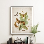 Minibeast Vintage Entomology Giclee Print (European Moths Two Plate From 1882)