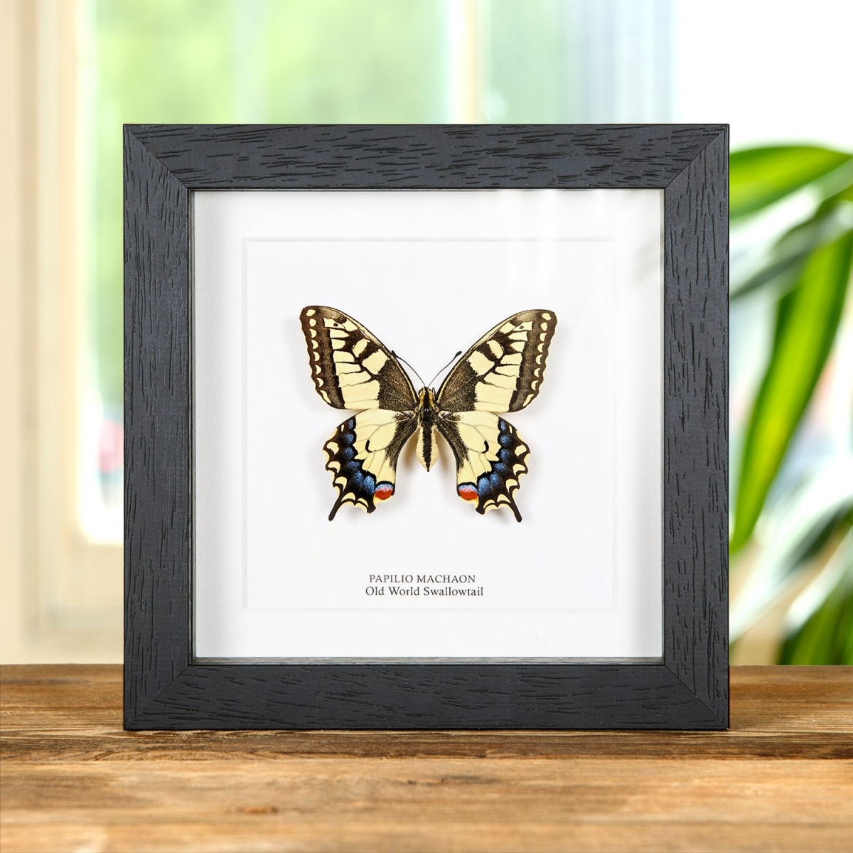 Minibeast Old World Swallowtail in Box Frame (Papilio machaon)