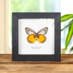 Minibeast Delias Butterfly (Delias oraia lydia) in Box Frame from Flores, Indonesia