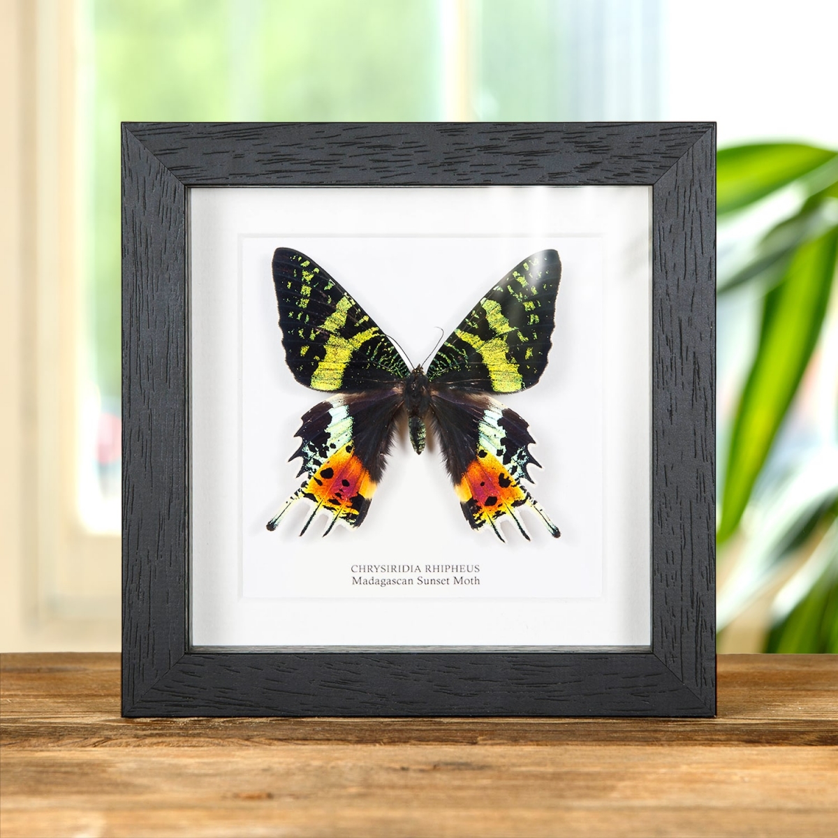 Minibeast Madagascan Sunset Moth in Box Frame (Chrysiridia rhipheus)