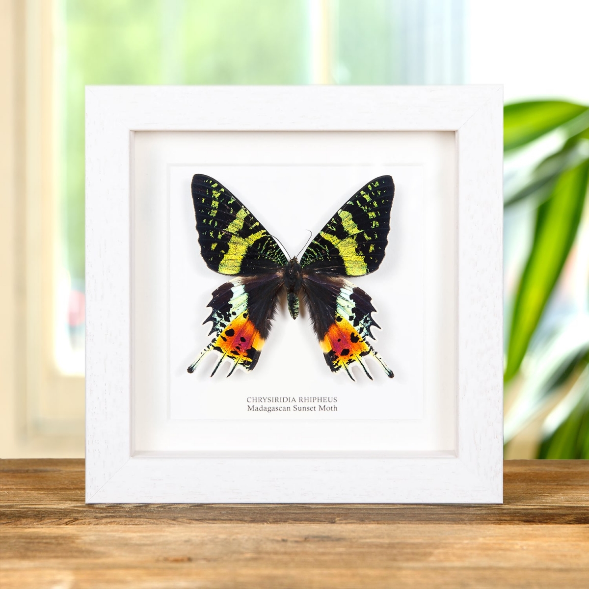 Madagascan Sunset Moth in Box Frame (Chrysiridia rhipheus)