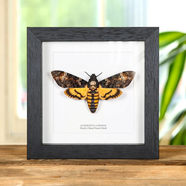 Death's Head Hawk Moth in Box Frame (Acherontia atropos)