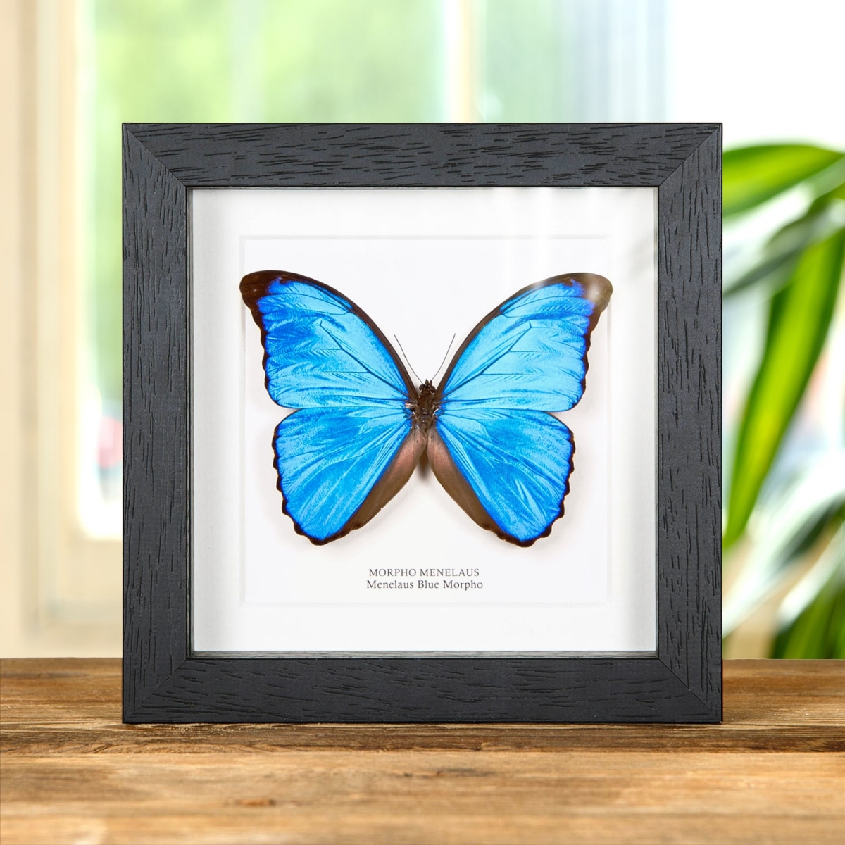 Minibeast Menelaus Blue Morpho Butterfly in Box Frame (Morpho menelaus)