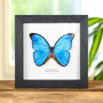 Minibeast Menelaus Blue Morpho Butterfly in Box Frame (Morpho menelaus)