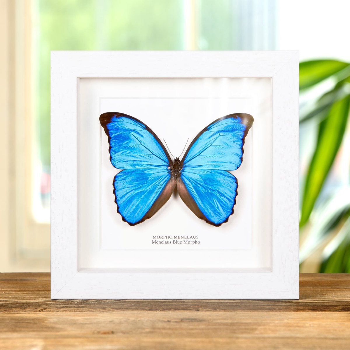 Menelaus Blue Morpho Butterfly in Box Frame (Morpho menelaus)