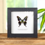 Minibeast Purple Mountain Swallowtail in Box Frame (Graphium weiskei arfakensis)