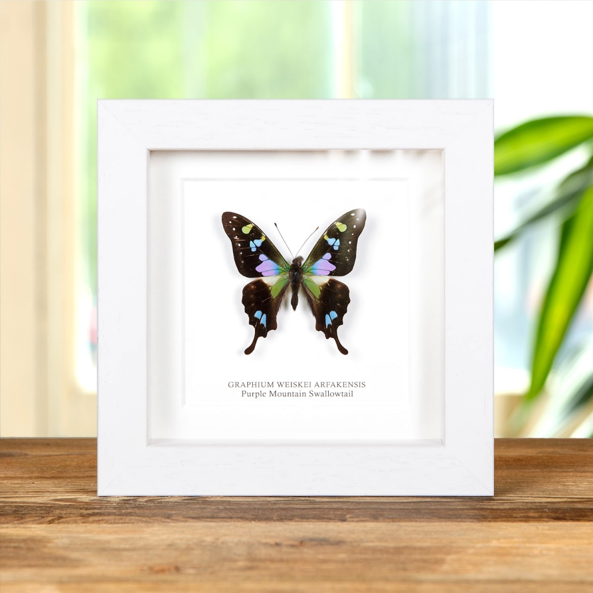 Purple Mountain Swallowtail in Box Frame (Graphium weiskei arfakensis)