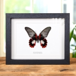 Minibeast Scarlet Mormon White Form in Box Frame (Papilio rumanzovia)