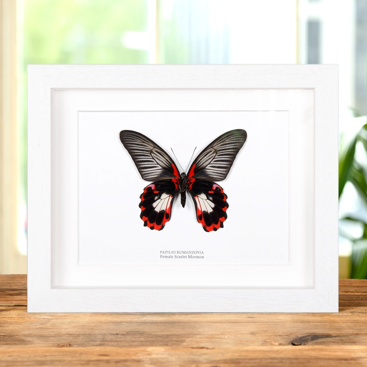 Scarlet Mormon White Form in Box Frame (Papilio rumanzovia)