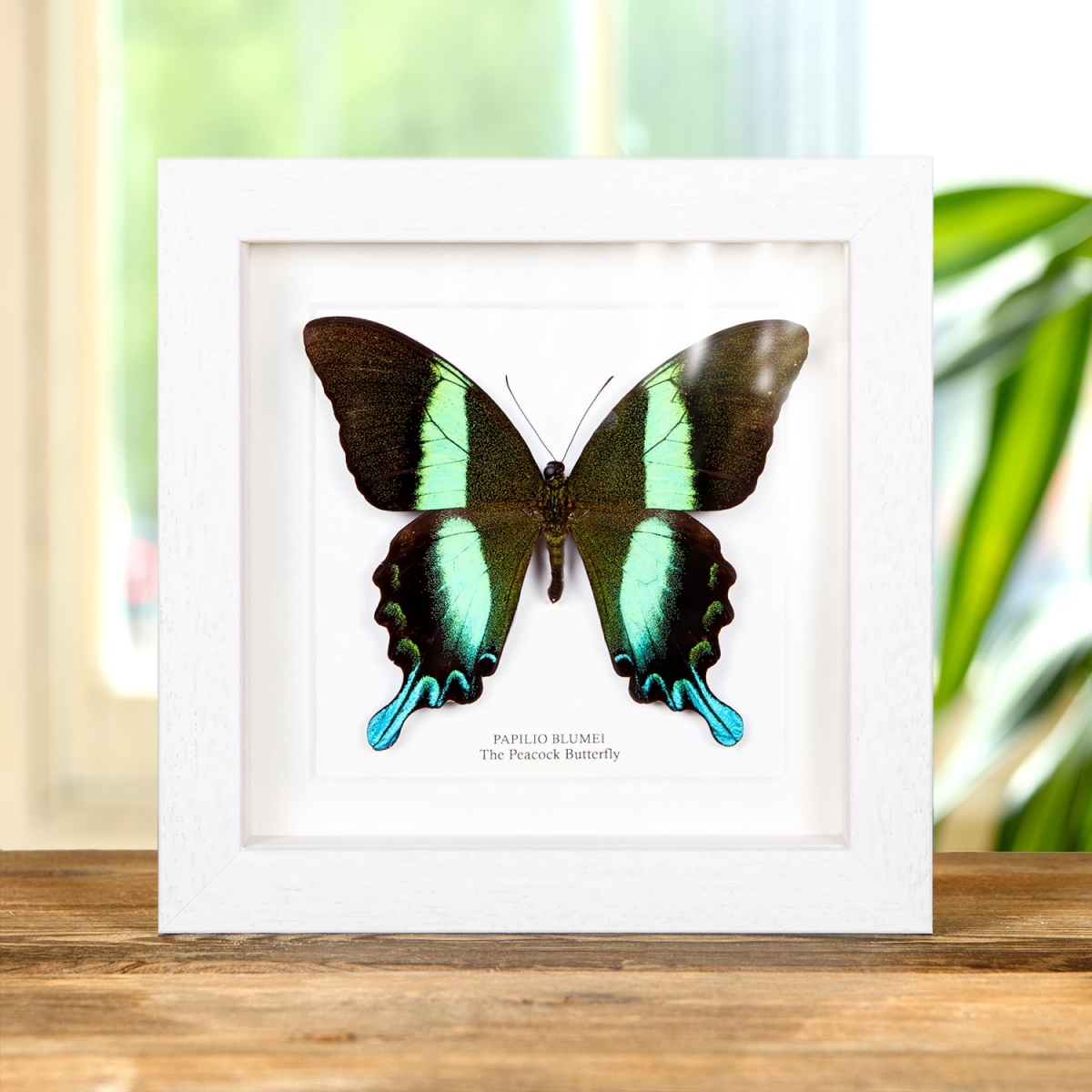 The Peacock Butterfly in Box Frame (Papilio blumei)