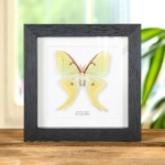 Minibeast The Luna Moth in Box Frame (Actias luna)