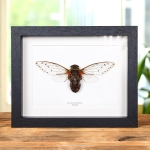 Minibeast Cicada Pomponia in Box Frame from Thailand