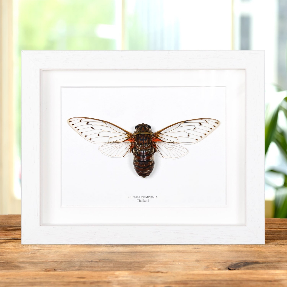 Cicada Pomponia in Box Frame from Thailand