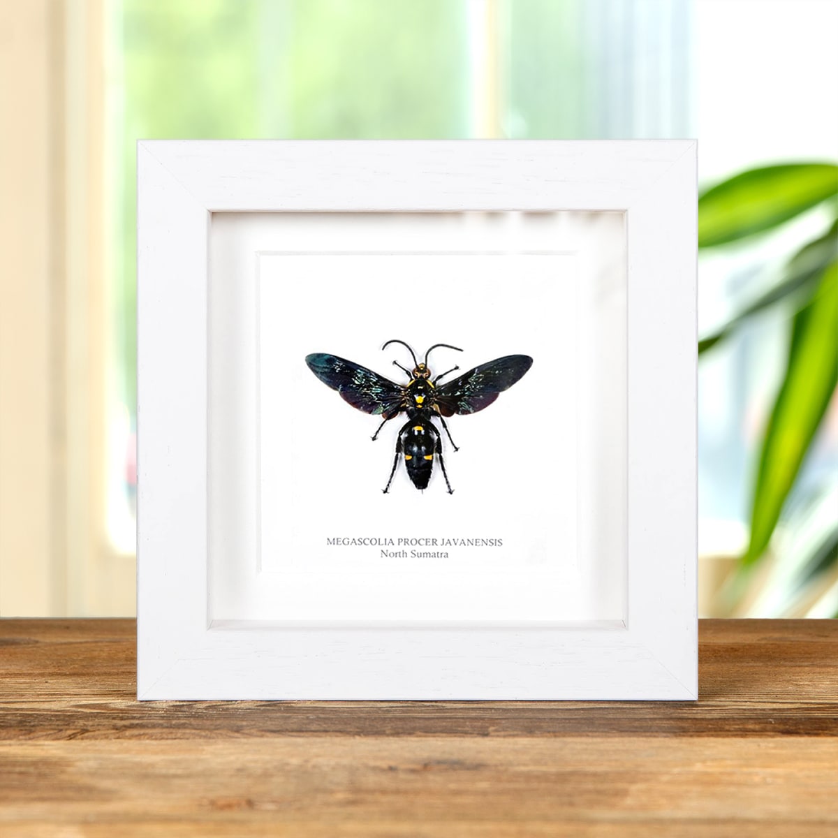Giant Scoliid Wasp in Box Frame (Megascolia procer javanesis)