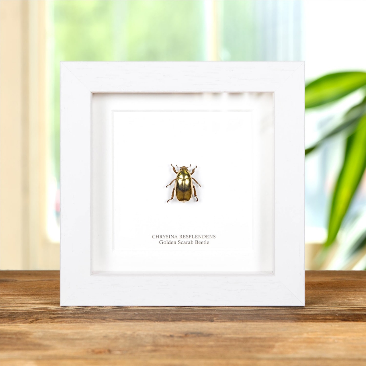 Golden Scarab Beetle in Box Frame (Chrysina resplendens)