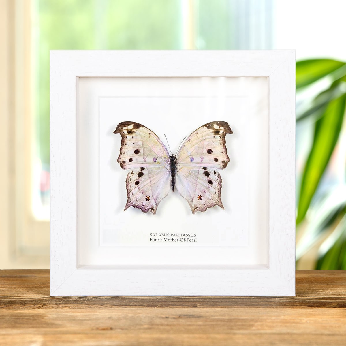 Forest Mother-Of-Pearl Butterfly in Box Frame (Salamis parhassus)