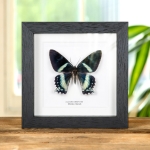 Minibeast Alcides orontes Moth in Box Frame from Maluku islands