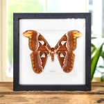 Minibeast Female Atlas Moth in Box Frame (Attacus atlas)