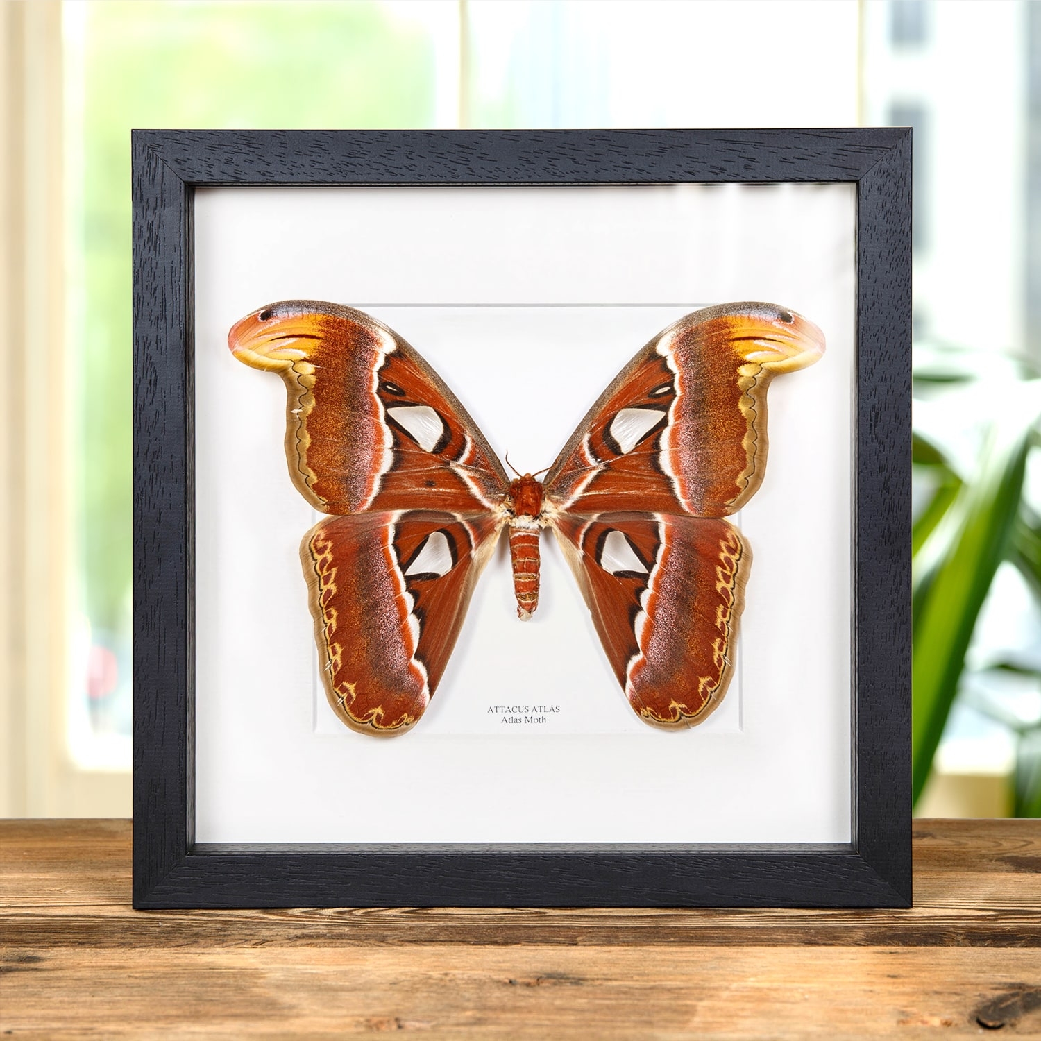 F Atlas Moth Butterfly Real Taxidermy Attacus Insect Framed Display Mounted 