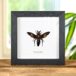 Minibeast Giant Scoliid Wasp (XL) in Box Frame (Megascolia procer)
