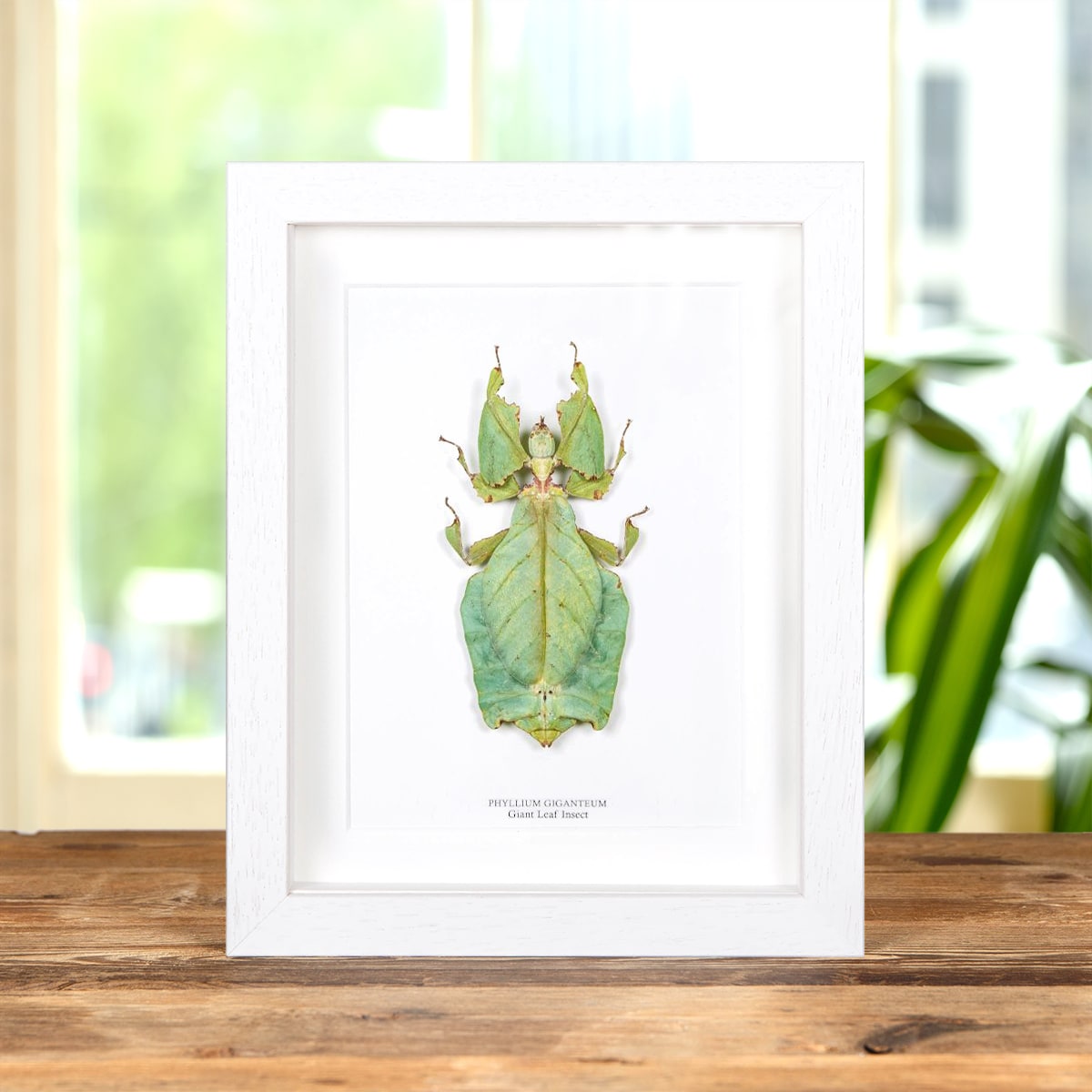 Giant Leaf Insect in Box Frame (Phyllium giganteum)