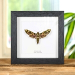 Minibeast Army Green Moth in Box Frame (Daphnis nerii)