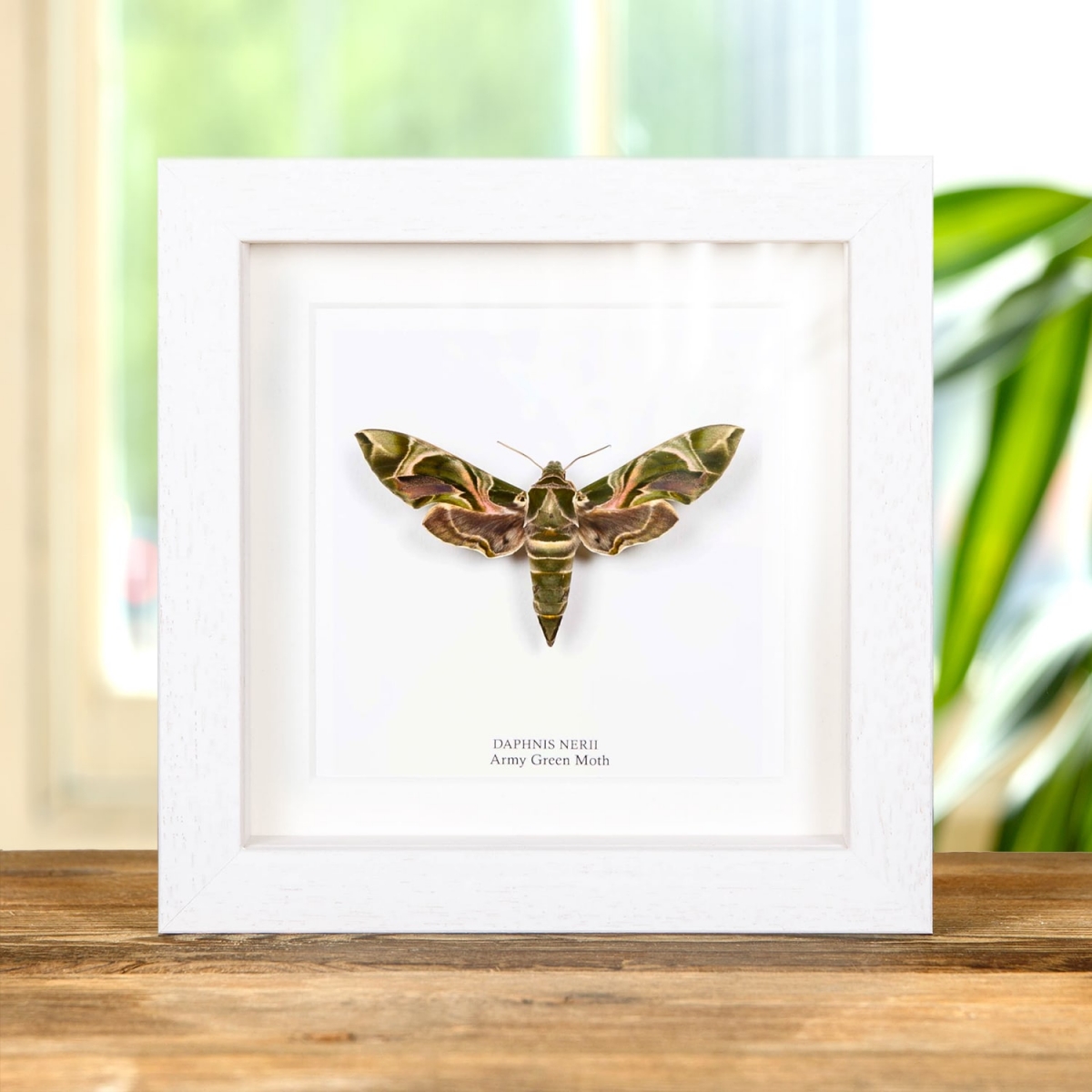 Army Green Moth in Box Frame (Daphnis nerii)