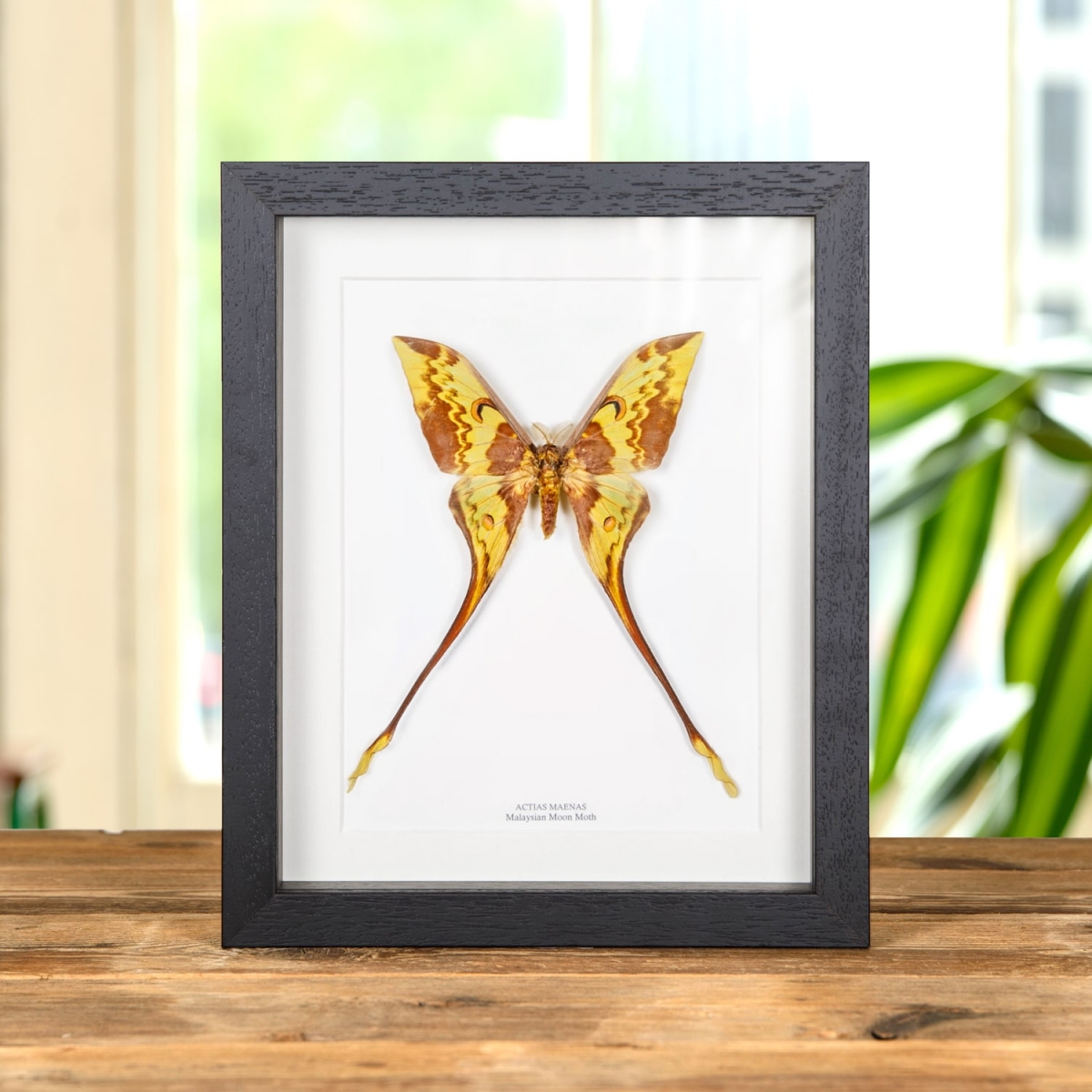 Minibeast Malaysian Moon Moth in Box Frame (Actias maenas)