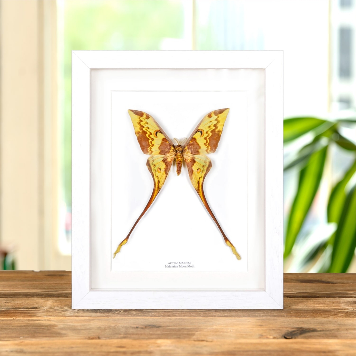 Malaysian Moon Moth in Box Frame (Actias maenas)