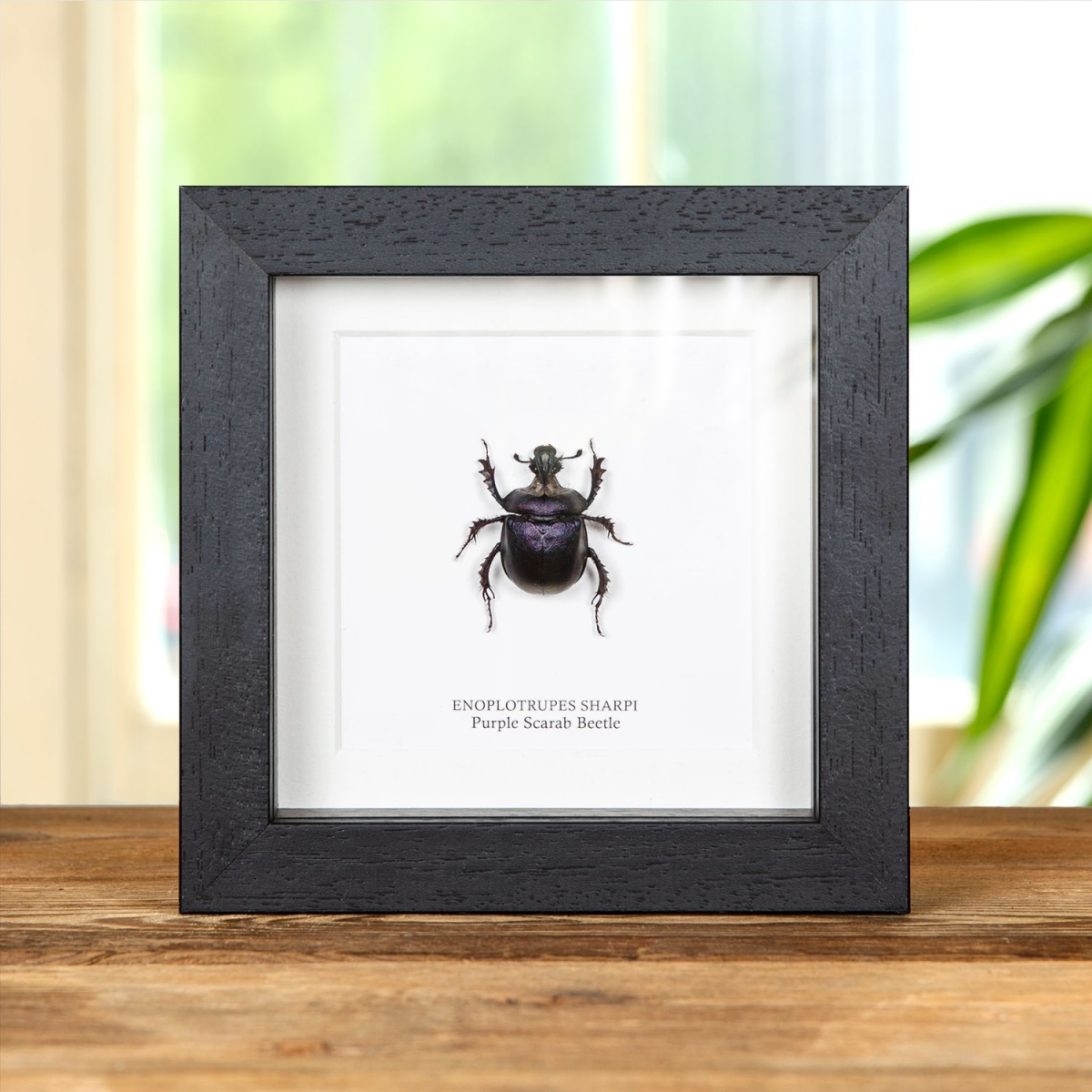 Minibeast Purple Scarab Beetle in Box Frame (Enoplotrupes sharpi)
